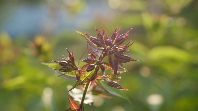 花园，近距离观看正在萌芽的夹竹桃花在日落。4K视频素材