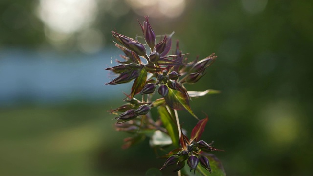 花园，近距离观看正在萌芽的夹竹桃花在日落。4K视频素材