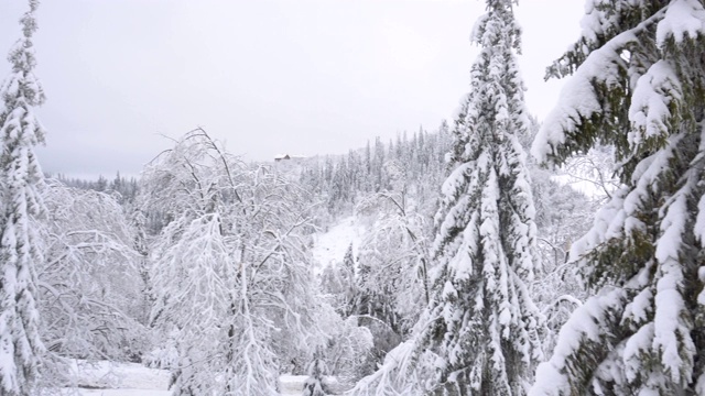 冰雪森林视频素材