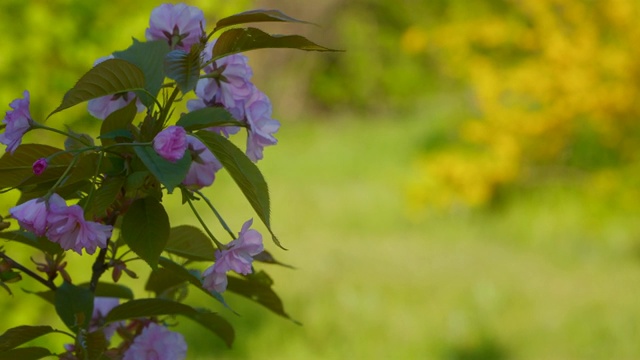 樱花日本樱花枝与盛开的花视频素材