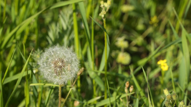 草地上的蒲公英花视频素材