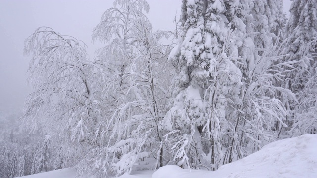 冰雪森林视频下载