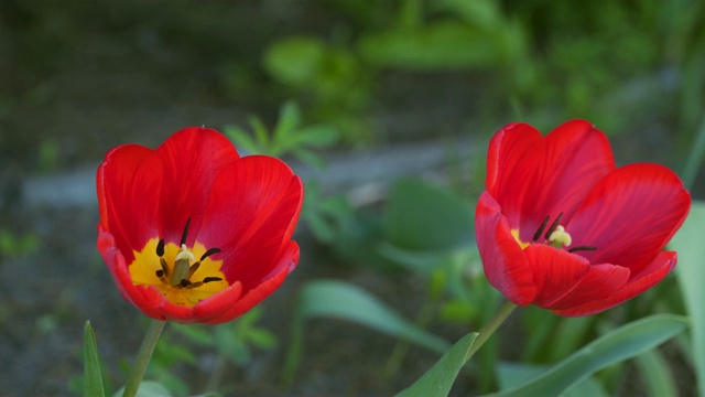 红色郁金香花视频素材