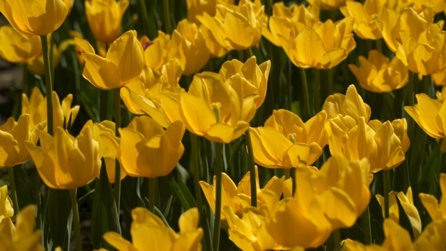 黄色郁金香花视频素材