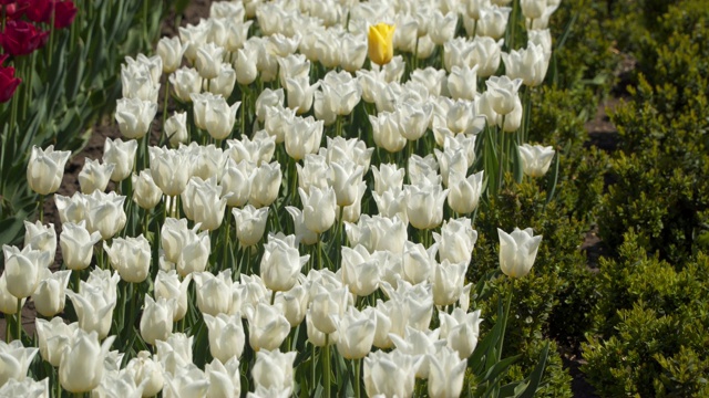 白色郁金香花视频素材