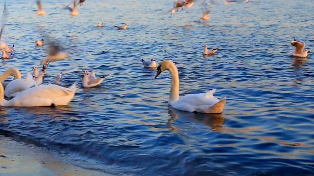 天鹅和海鸥在海里游泳视频素材