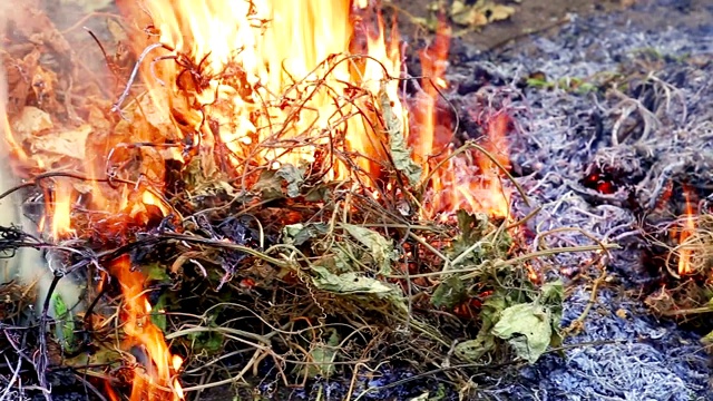 用烟燃烧干树叶。环境污染视频素材