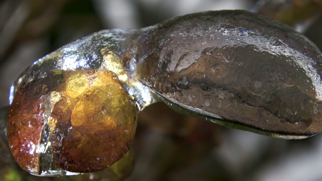 冬天冰冻的叶子和植物视频素材