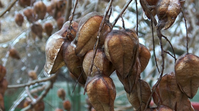 冬天冰冻的叶子和植物视频素材