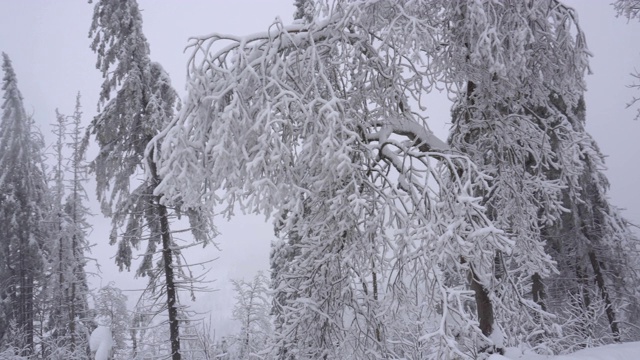 冰雪森林视频素材