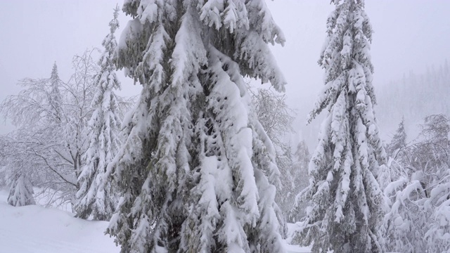 冰雪森林视频素材