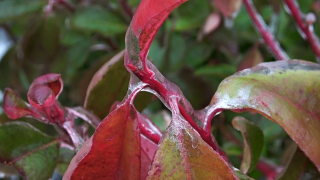 冬天冰冻的叶子和植物视频素材