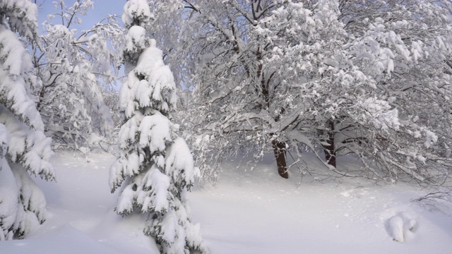 冰雪森林视频素材