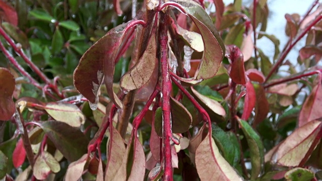 冬天冰冻的叶子和植物视频素材