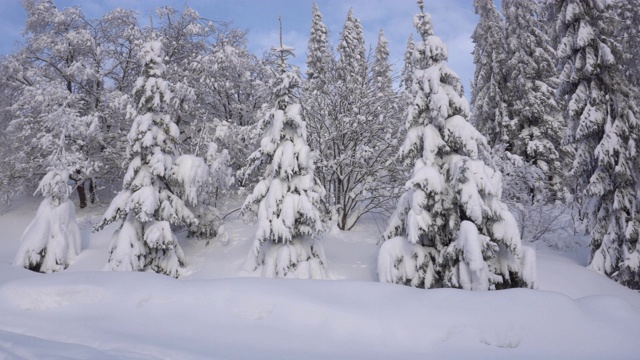 冰雪森林视频下载