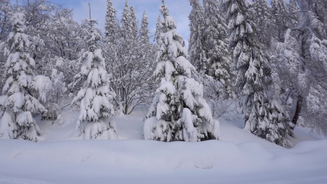 冰雪森林视频下载