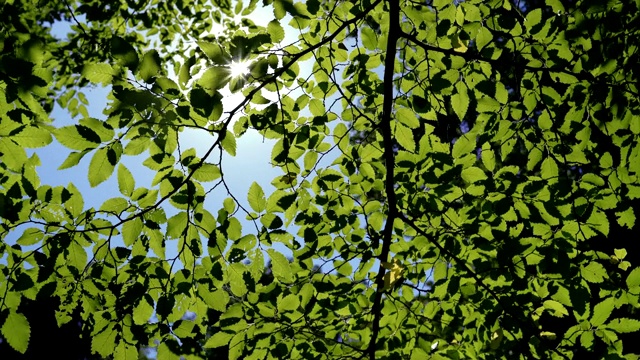 里面是夏日森林，阳光透过树叶照进来视频素材