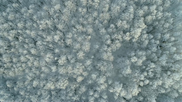 鸟瞰图的冬季森林与霜冻的树木视频素材