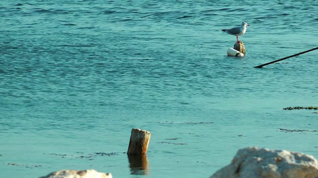 海上的海鸥视频素材