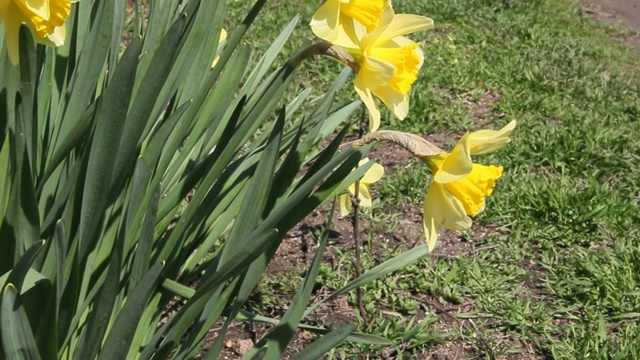 花园里盛开的水仙花视频素材