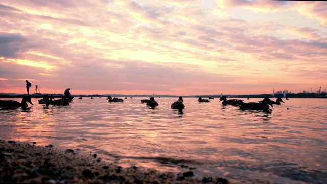 在夕阳的映衬下，鸭子在池塘里游泳视频素材