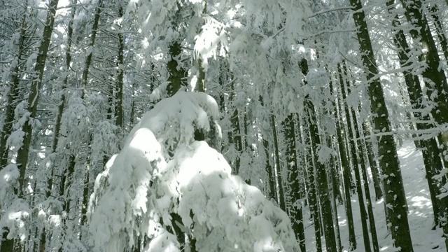 冰冻的森林，树枝上挂满了雪视频素材