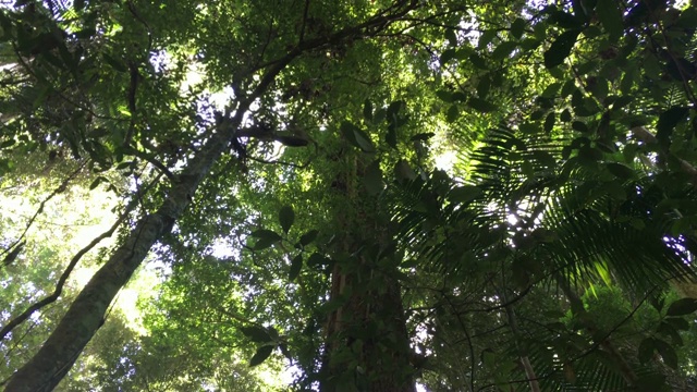 热带雨林玛丽凯恩克罗斯风景保护区03视频素材