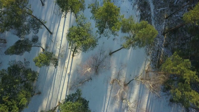 空中的冬季森林与雪在日落视频素材