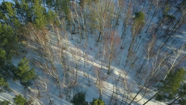 空中的冬季森林与雪在日落视频素材