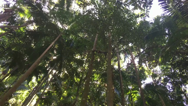 热带雨林玛丽凯恩克罗斯风景保护区03视频素材