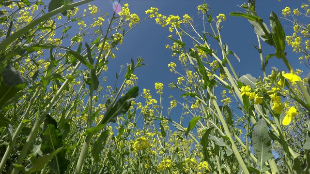 美丽的油菜花在阳光明媚的春天视频素材