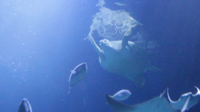 水下游泳的绿海龟又称绿海龟、太平洋绿海龟或黑海龟，种类是:龟科龟属:龟类濒临灭绝视频素材