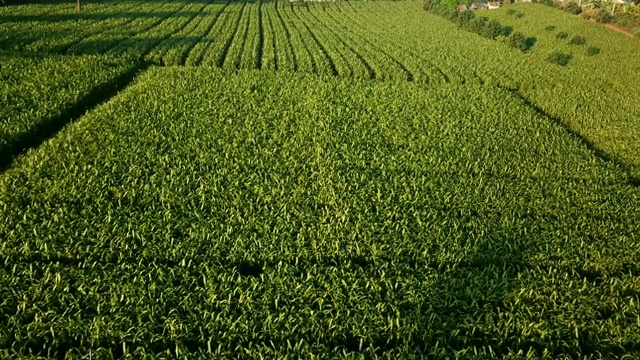 鸟瞰图绿色的玉米田在农村。村庄附近有耕地的乡村景色。自然景观和农业产业。从无人机拍摄的4K视频。视频素材