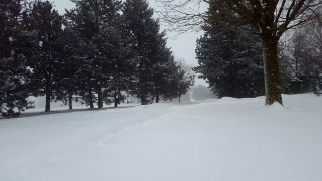 暴风雪与常青树暴风雪。下雪的自然场景与树木区域。北方天气下雪，风景秀丽。视频素材