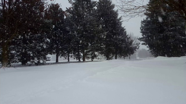 暴风雪与常青树暴风雪。下雪的自然场景与树木区域。北方天气下雪，风景秀丽。视频素材