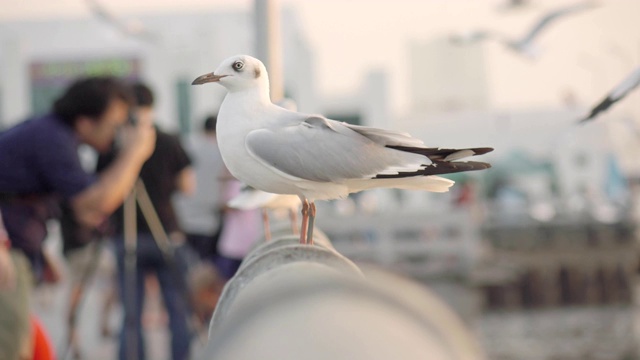 海鸥飞视频素材