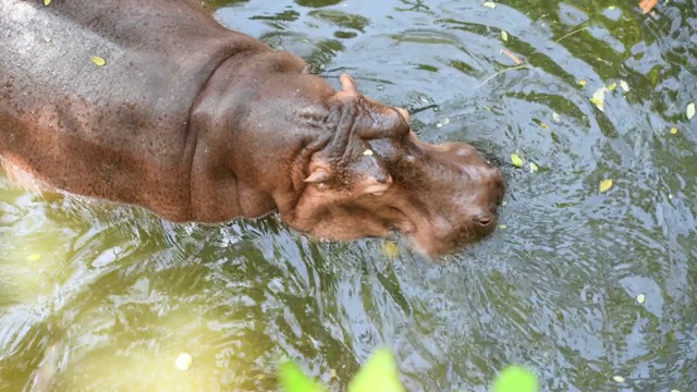 池塘里的河马家族视频下载