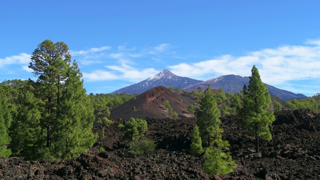 蒙大拿州萨马拉的泰德国家公园里的泰德火山松树。泰德岛，泰德国家公园，特内里费，加那利群岛，西班牙。视频素材