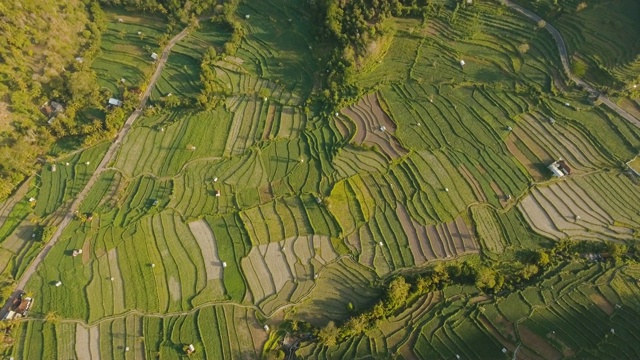 景观与水稻梯田巴厘岛，印度尼西亚视频素材