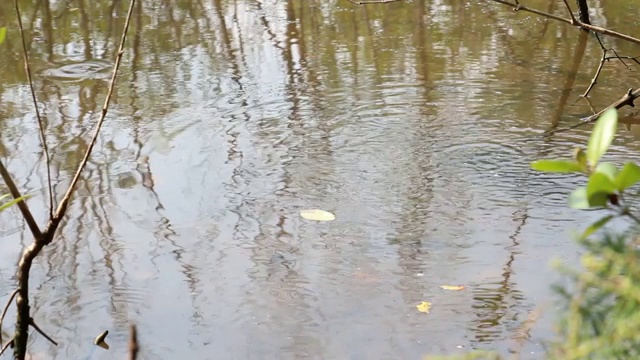 河水缓缓流淌，带着光的反射和波纹穿过森林，绿树生长在热带背景下。视频下载