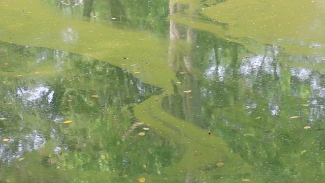 夏季，水藻在湖泊边缘流动、泛滥，污染水体和环境。生态灾难的概念。视频下载