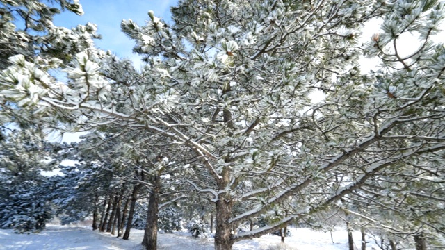 克里米亚冬季山地景观。克里米亚一座山上被白雪覆盖的松树。视频素材