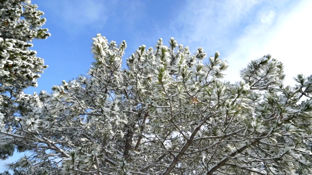 冬季森林。白雪覆盖的松树的万向稳定器运动。视频素材