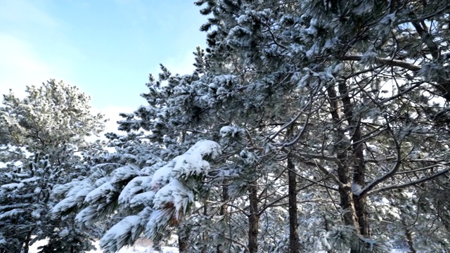 克里米亚冬季山地景观。走过白雪覆盖的松树视频素材