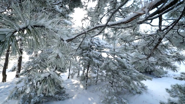 克里米亚冬季山地景观。走过白雪覆盖的松树视频素材