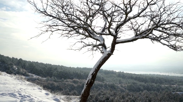 克里米亚冬季山地景观。克里米亚的一座小山上，白雪覆盖着树干视频素材