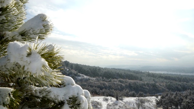 克里米亚冬季山地景观。白雪覆盖的山上的一棵小松树视频素材