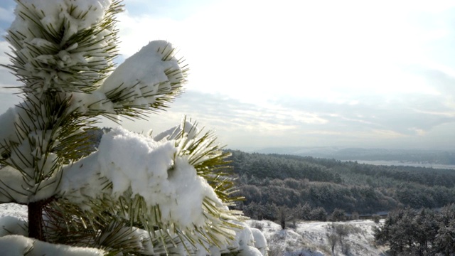 克里米亚冬季山地景观。白雪覆盖的山上的一棵小松树视频素材