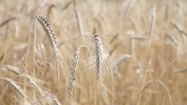 1920X1080高清footage - Ready for harvest riticum属黑麦谷物种植园慢镜头全高清视频视频素材