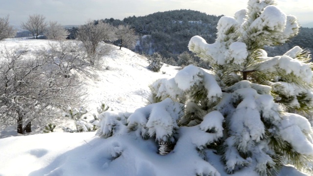 克里米亚冬季山地景观。白雪覆盖的山上的一棵小松树视频素材